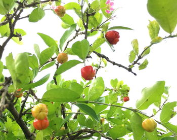 Low angle view of fruits growing on tree