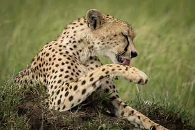 Close-up of cheetah licking paw