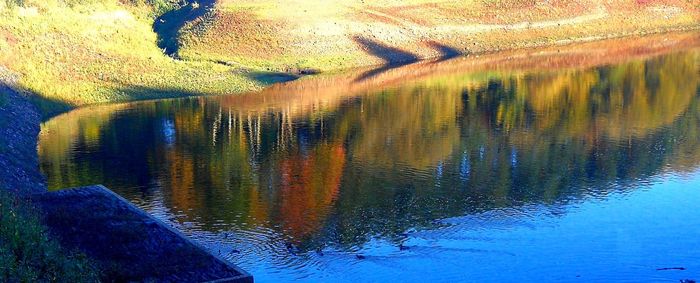 Reflection of trees in lake