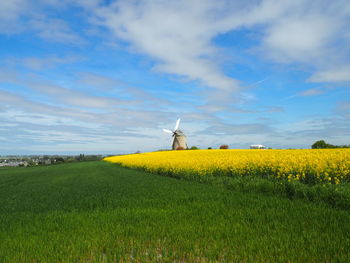 Yellow flowering plants on field against sky