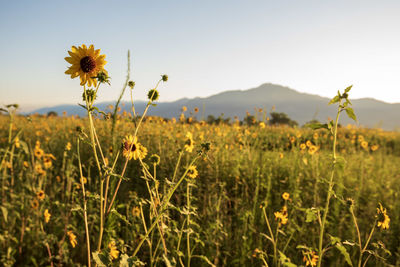 Yellow flowering plants on field against sky