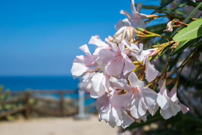 Close-up of white cherry blossoms against sea