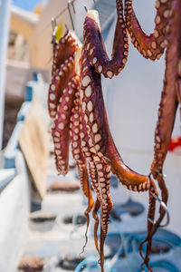 Close-up of octopus hanging at market for sale