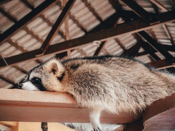 Close-up of racoon sleeping