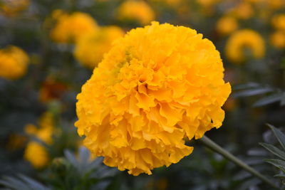 Close-up of yellow marigold flower