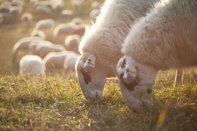 Sheep grazing in a field