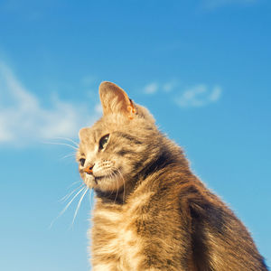 Gray cat on a blue background in sunlight. cat in the sky. a pet. beautiful kitten. place for text.