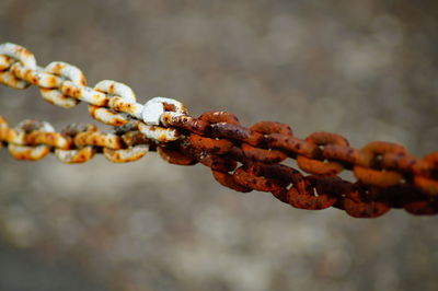 Close-up of rusty chain