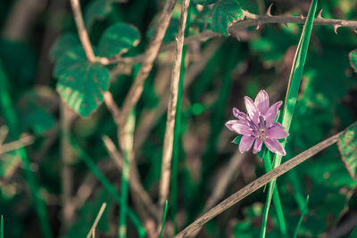 Close-up of purple flowering plant