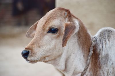 Close-up of horse looking away