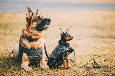 View of a dog on field