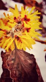 Close-up of yellow flowers