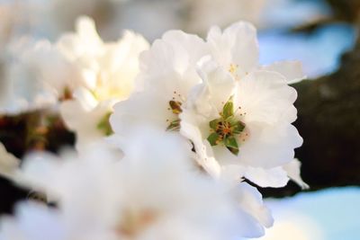 Close-up of white flowers