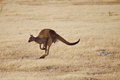 Kangaroo jumping along