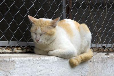 Close-up of cat sitting on chainlink fence