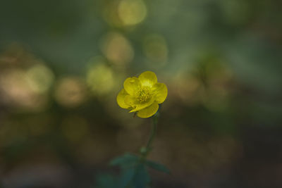 Close-up of yellow flowering plant on field