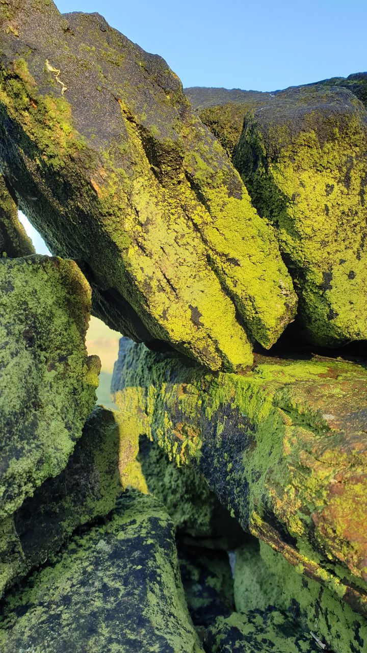 MOSS GROWING ON ROCK