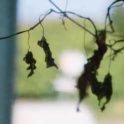 Close-up of lizard on plant