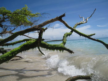 Dead tree on beach against sky