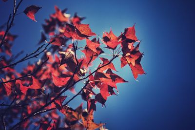 Low angle view of maple tree against clear sky