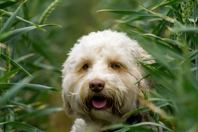 Portrait of dog on field