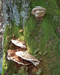 High angle view of mushrooms on tree trunk