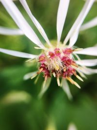Close-up of white flower