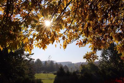Sun shining through trees