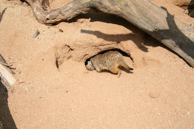 High angle view of crocodile on sand