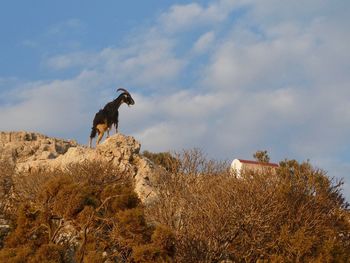 Low angle view of dog on beach against sky