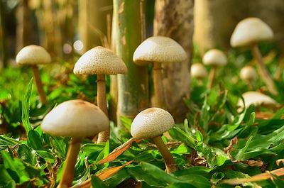 Close-up of fly agaric mushrooms growing on field