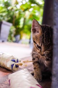 Close-up of a cat