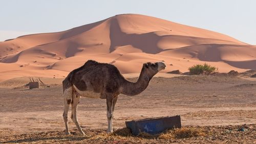 View of a horse on desert