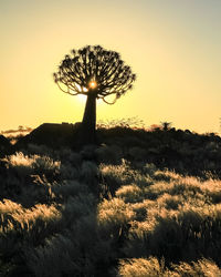 Silhouette tree on field against sky during sunset