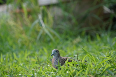 Bird perching on a field