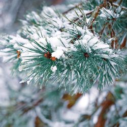 Close-up of frozen plant