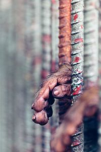 Close-up of hand holding bird