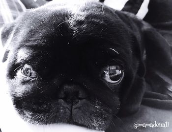 Close-up portrait of dog