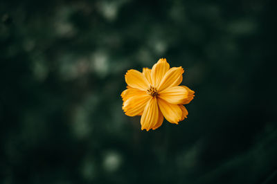 Close-up of yellow cosmos flower