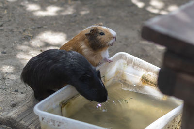 High angle view of duck drinking water