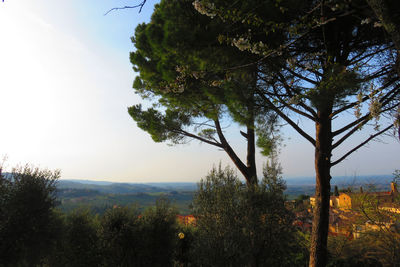 Trees growing on mountain against sky