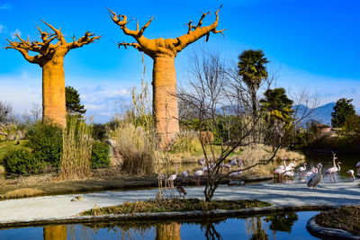 View of bare trees against blue sky