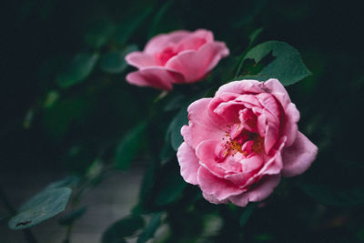 Close-up of pink roses blooming in park