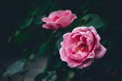 Close-up of pink rose