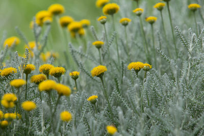 Close-up of yellow flowering plants on field
