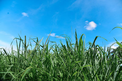 Crops growing on field against sky