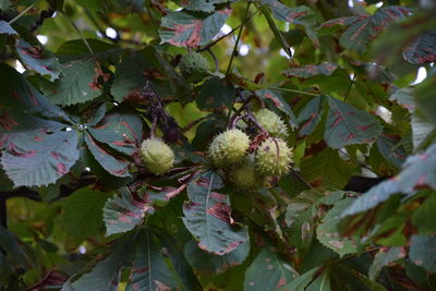 Close-up of plant with tree