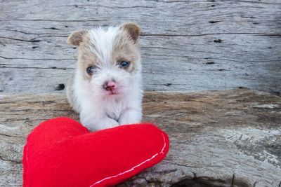 Portrait of dog on red floor