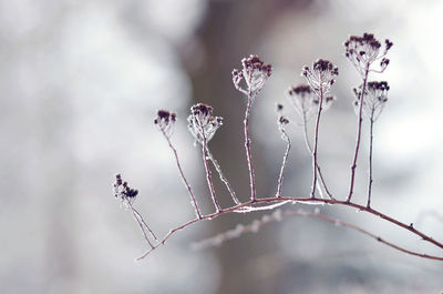 Close-up of wilted plant during winter