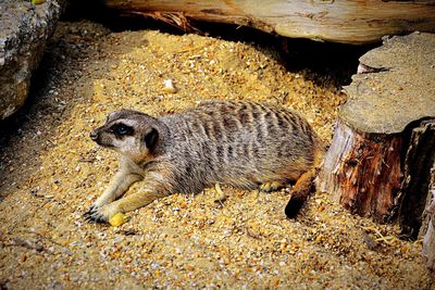 High angle view of lemur relaxing on sand